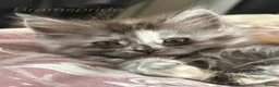 Maine Coon cats for sale: Registered GCCF cuddly Maine coon babies - Advert 8