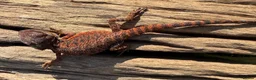 Bearded Dragon reptiles for sale: Black bloodline 100% red monster bearded dragons  - Advert 4