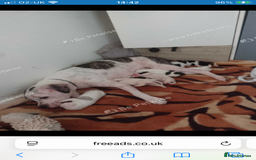 American Bulldog dogs for sale: american bulldog puppy - Image 8