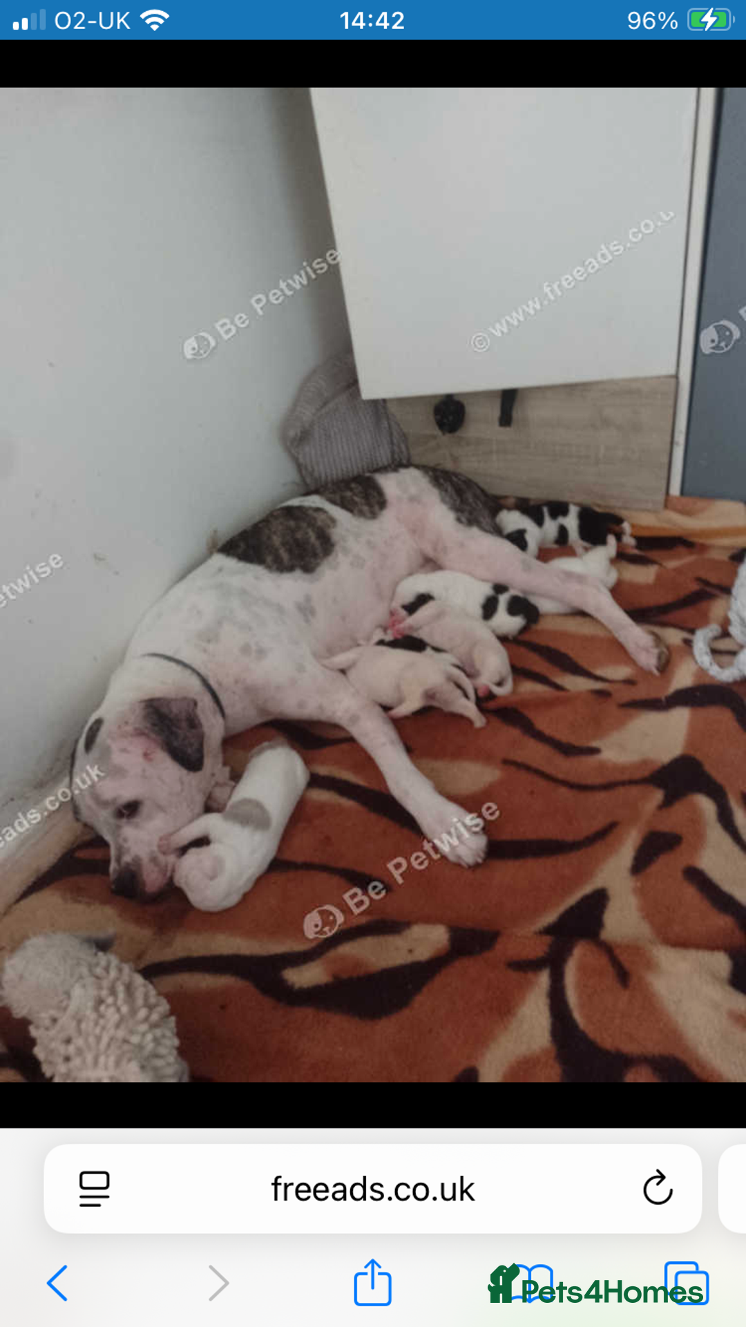 American Bulldog dogs for sale: american bulldog puppy - Image 8