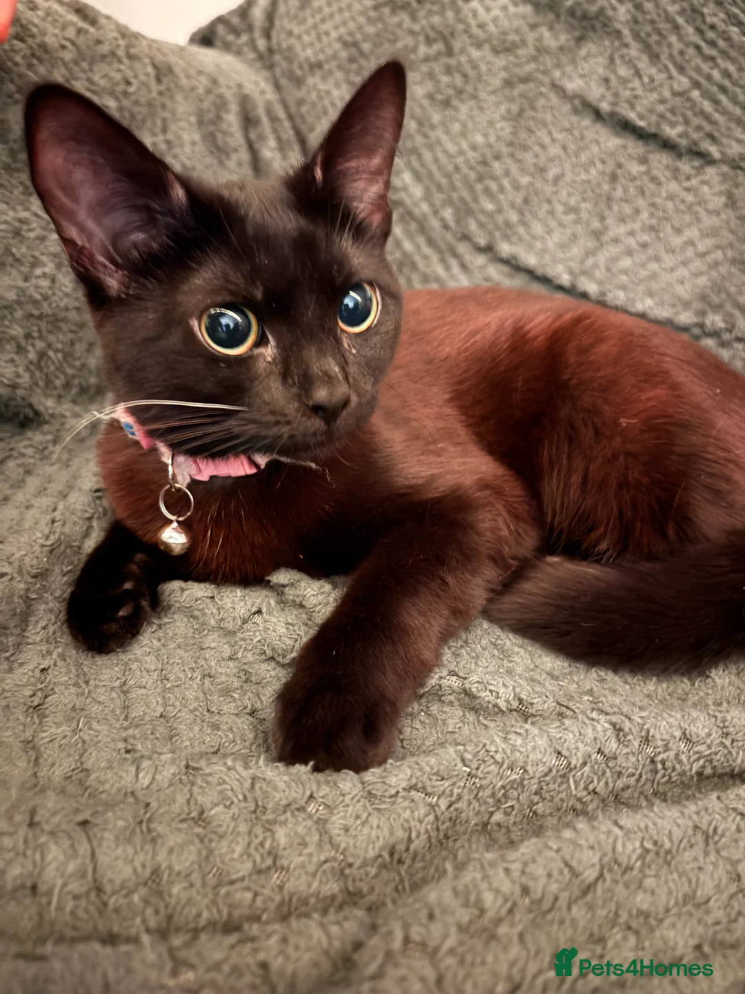 Mixed Breed cats for sale: flo flo  - Advert 1