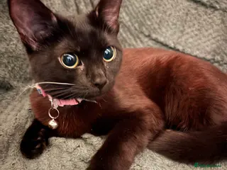 Mixed Breed cats flo flo - Advert 1