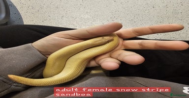 Snake reptiles - Advert 13