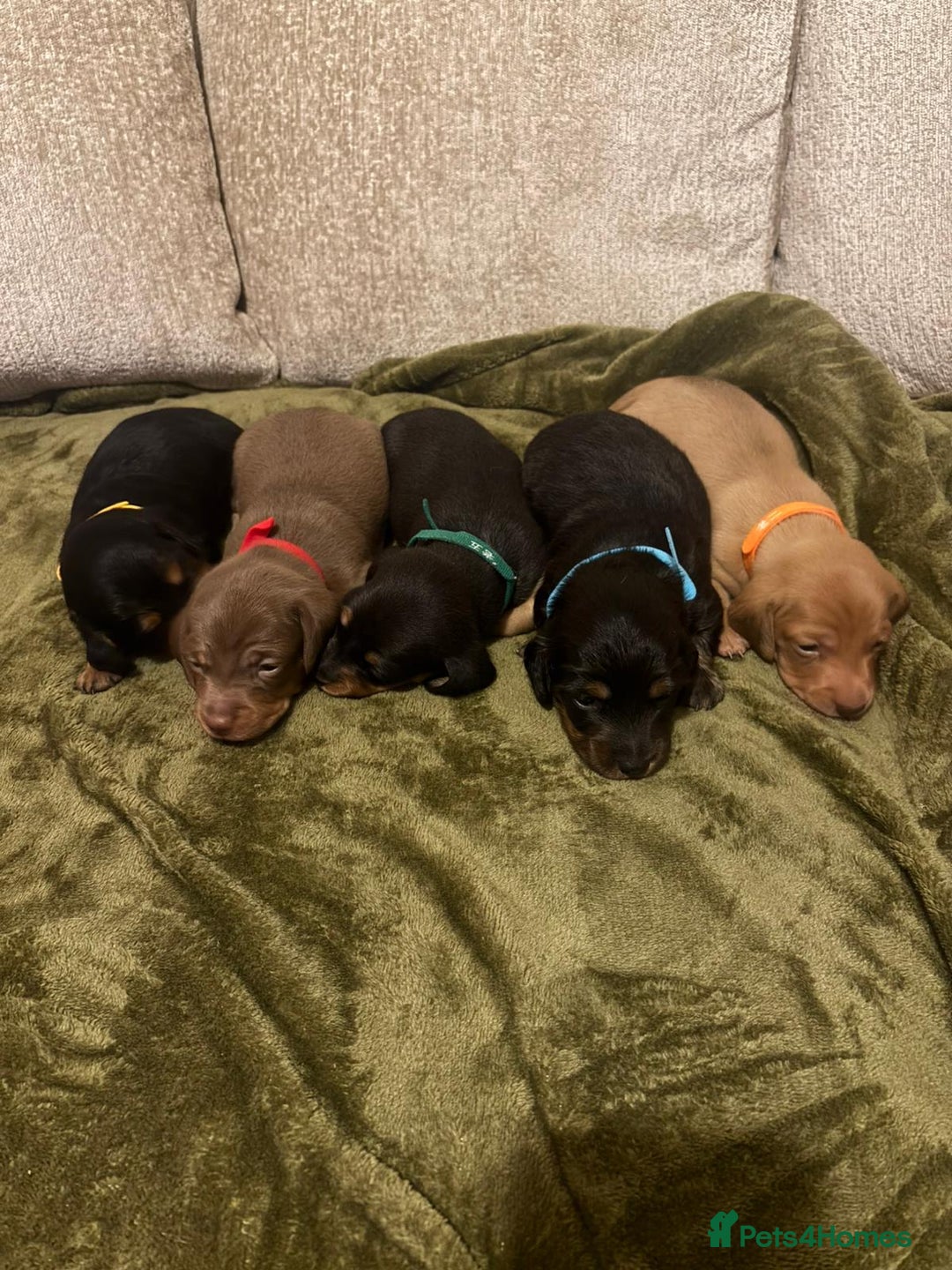 Miniature Dachshund dogs for sale: Miniature dashund puppies  - Advert 1