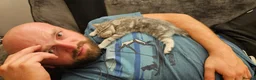 British Shorthair cats for sale: Fabulous kittens  ready  for their forever home in Dunmow - Advert 7