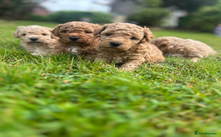 Poochon dogs - Advert 4