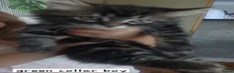 Mixed Breed cats for sale: Beautiful silver tabby kittens  - Advert 10