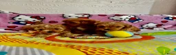 Maltipoo dogs for sale: Maltipoo in Fleetwood - Advert 4