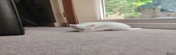 Mixed Breed cats for sale: Beautiful kittens for sale  - Advert 9