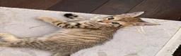 Mixed Breed cats for sale: Kitten for sale - Advert 5