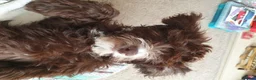 Cockapoo dogs for stud: F1 Cockapoo Stud PROVEN. DNA tested. Dougie in York - Advert 7