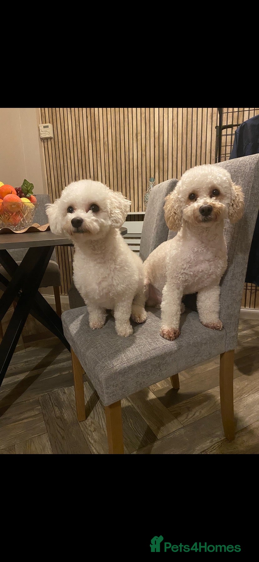 Poochon dogs F2 poochon puppies  - Advert 2