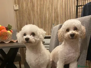 Poochon dogs F2 poochon puppies - Advert 7