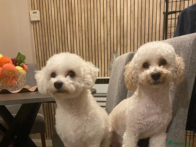 Poochon dogs F2 poochon puppies - Advert 7