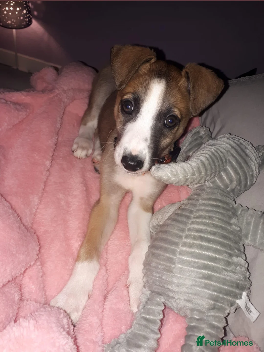 Lurcher dogs for stud: Lurcher for stud - Advert 23