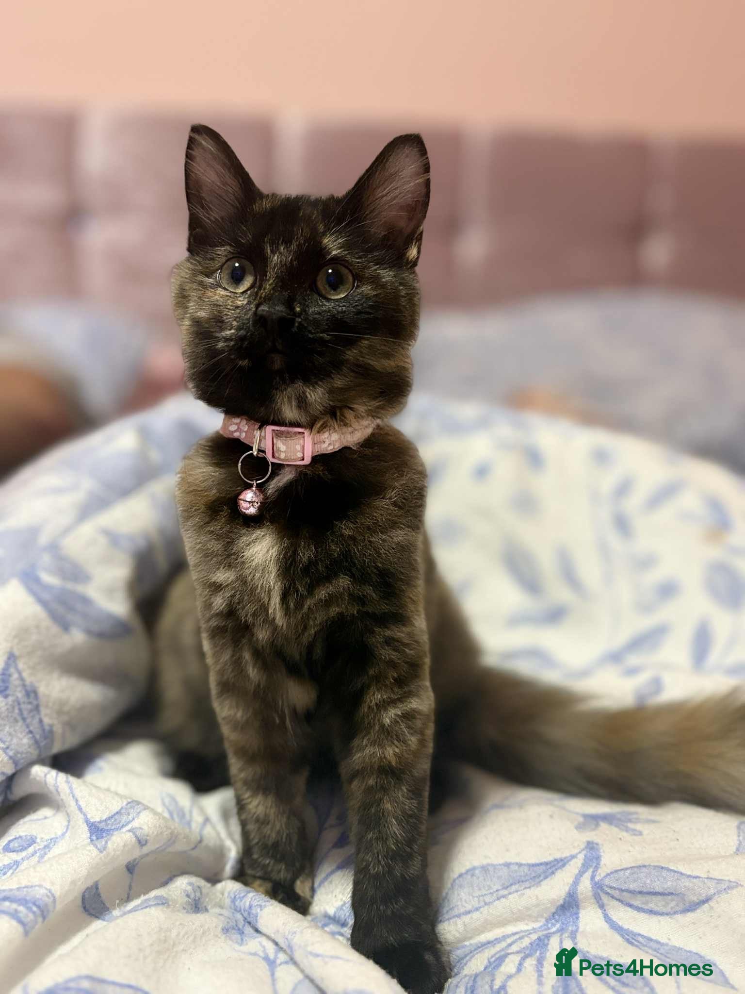 Mixed Breed cats Beautiful small girl  - Advert 9