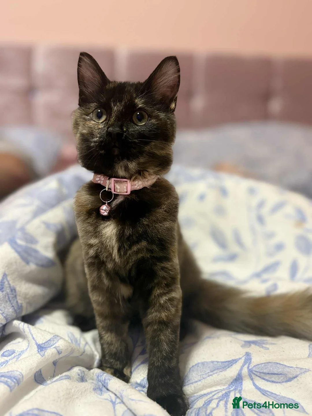 Mixed Breed cats for sale: Beautiful small girl  - Advert 1