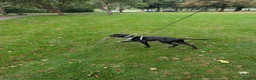 Mixed Breed dogs for sale: Beautiful Labrador/Dalmatian boy in Hull - Advert 3