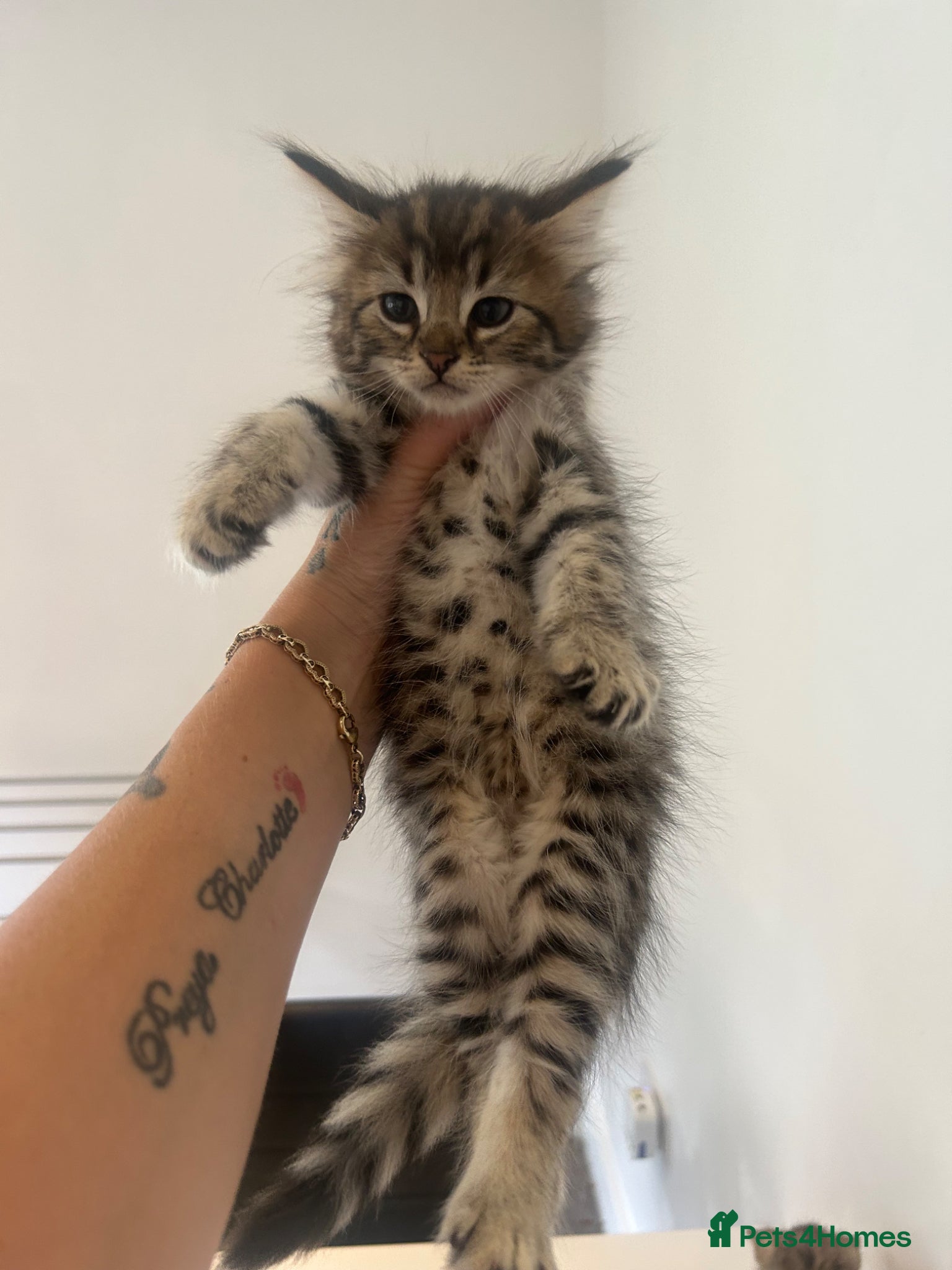 Savannah cats for sale: F3 savannas ready to leave  - Advert 2