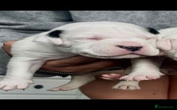 American Bulldog dogs for sale: Beautiful American bulldog puppies for sale - Image 8