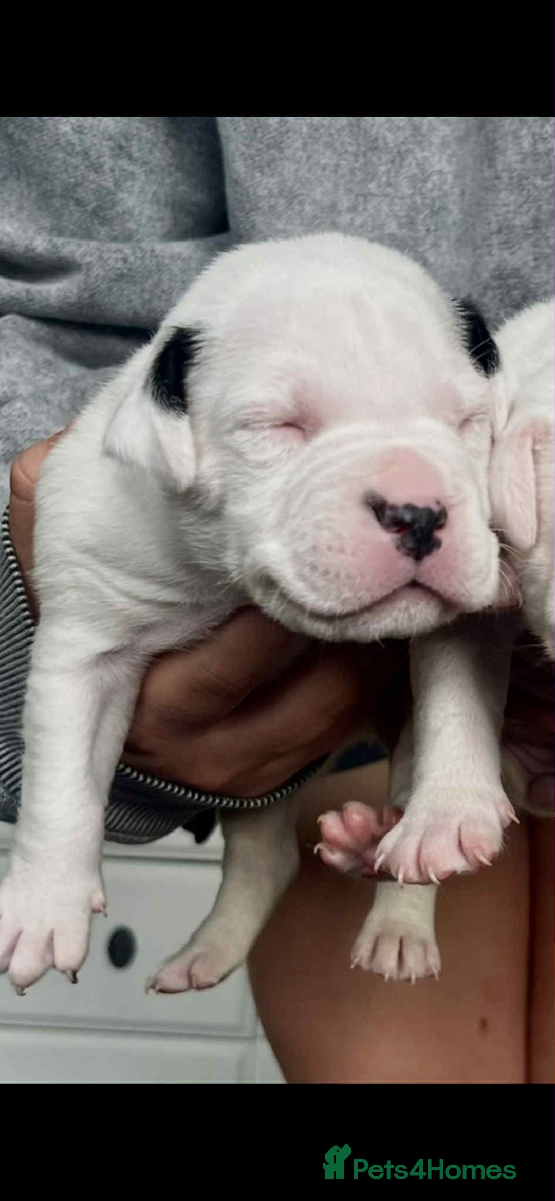 American Bulldog dogs for sale: Beautiful American bulldog puppies for sale - Image 8