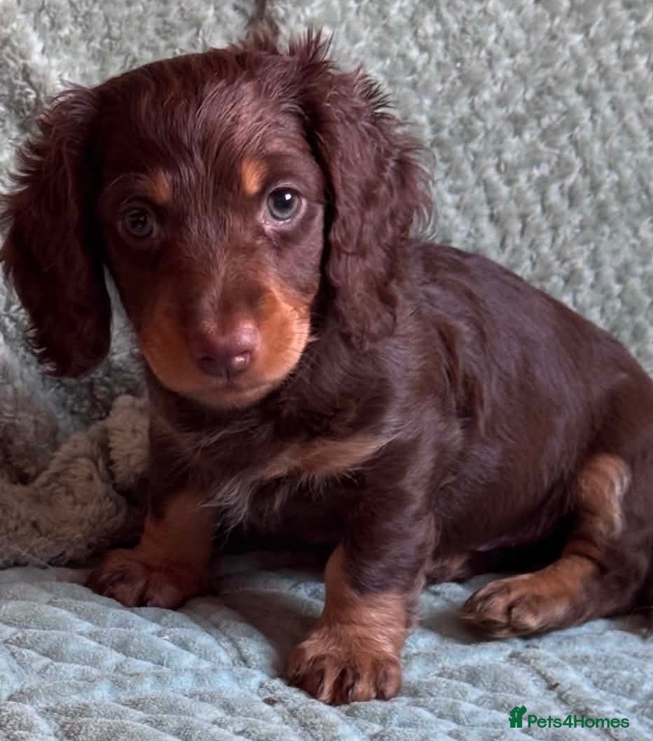 Miniature Dachshund dogs One Beautiful Miniature Dachshund Puppy left - Advert 8