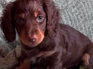 Miniature Dachshund dogs One Beautiful Miniature Dachshund Puppy left - Advert 8