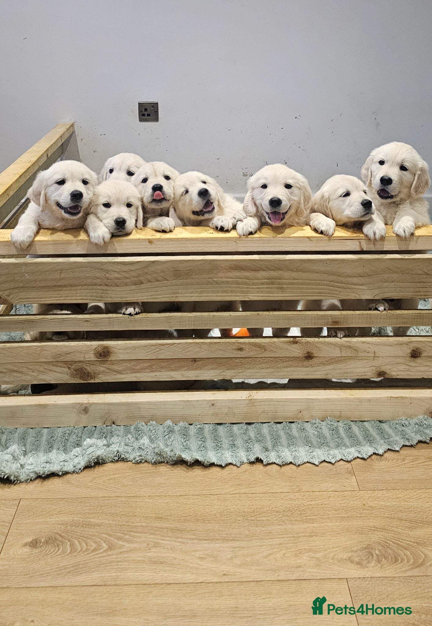 Golden Retriever dogs KC Golden Retriever Puppies READY TO GO THIS WEEK - Advert 5