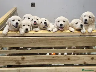 Golden Retriever dogs KC Golden Retriever Puppies READY TO GO THIS WEEK - Advert 5