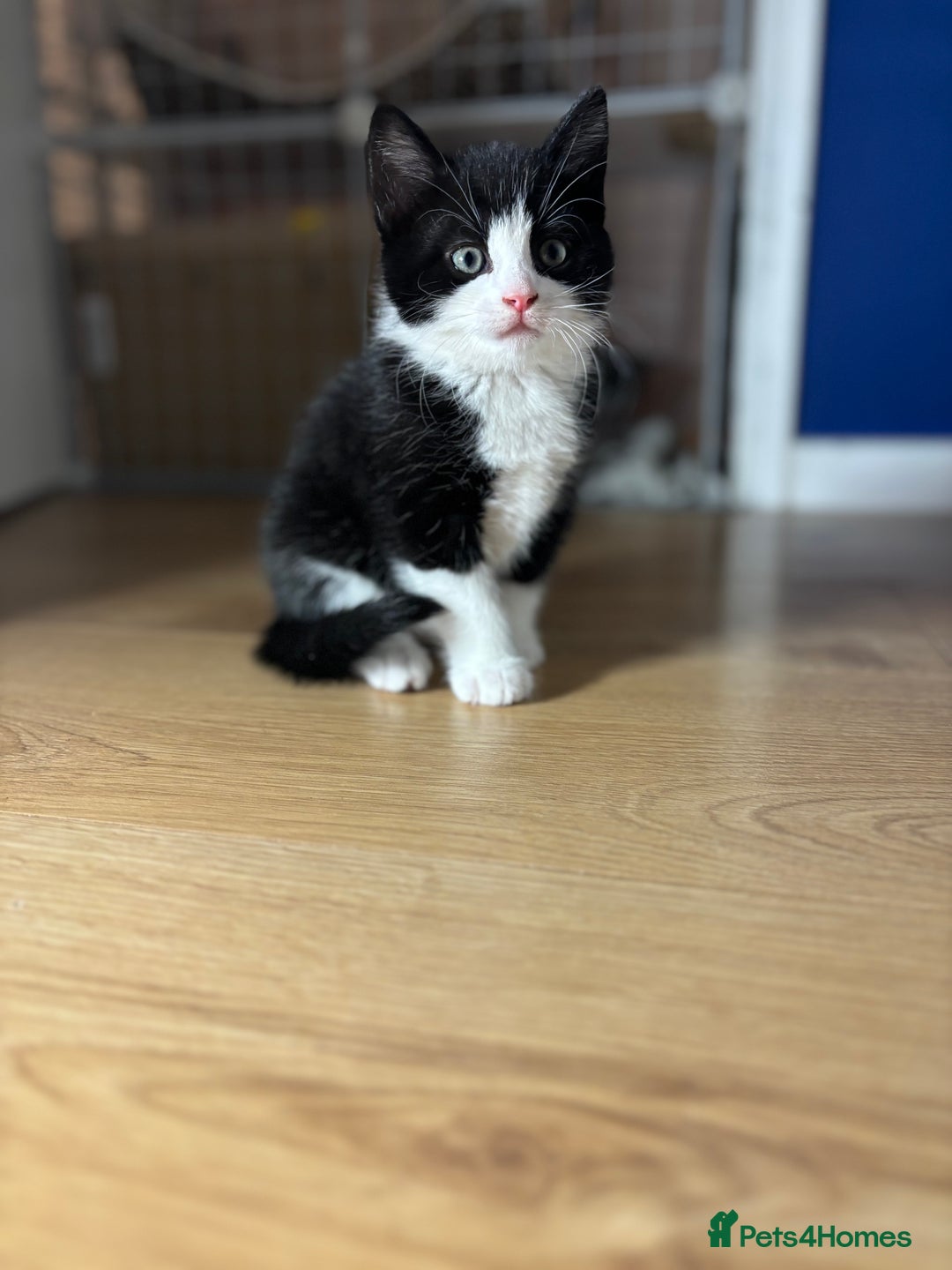 European cats for sale: Kitten  - Image 2