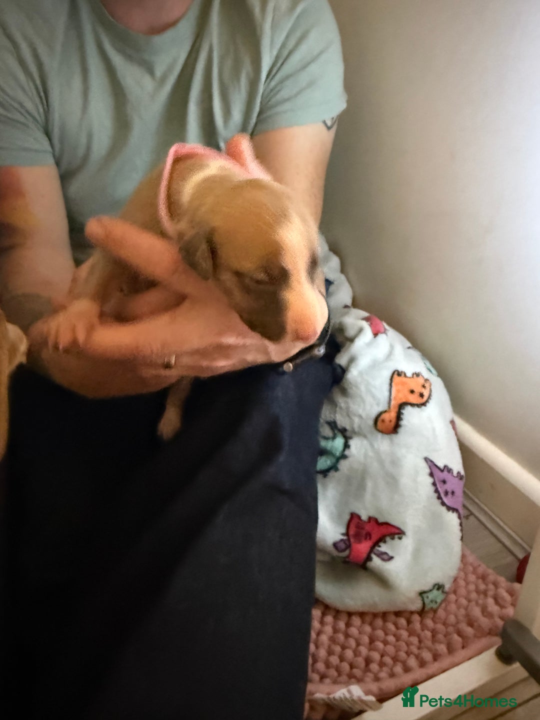 Whippet dogs for sale: Beautiful pedigree whippet puppies - Cornwall - Advert 11