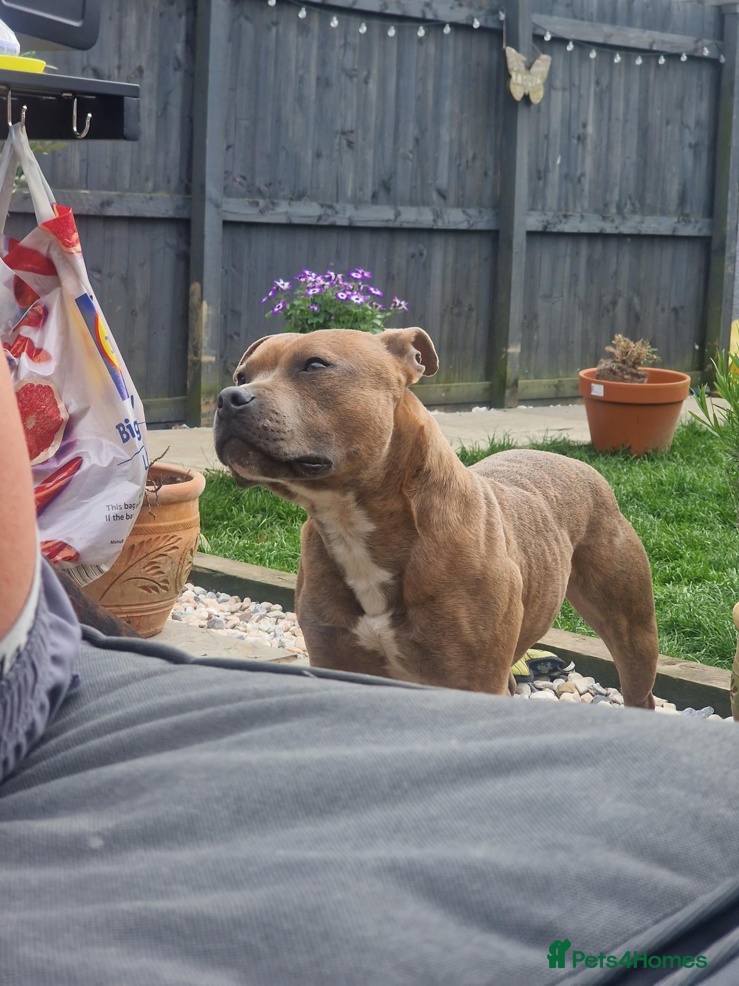 Staffordshire Bull Terrier dogs Stunning Staffy Enzo - Advert 2