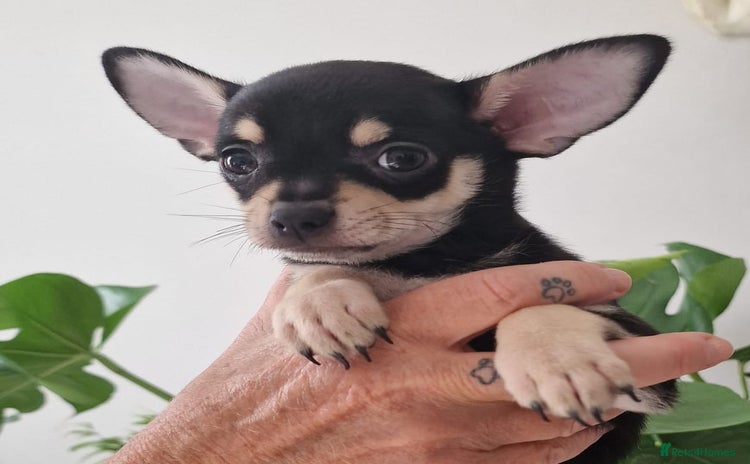 Chihuahua dogs - Advert 1