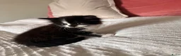 Mixed Breed cats for sale: Kittens - Advert 8