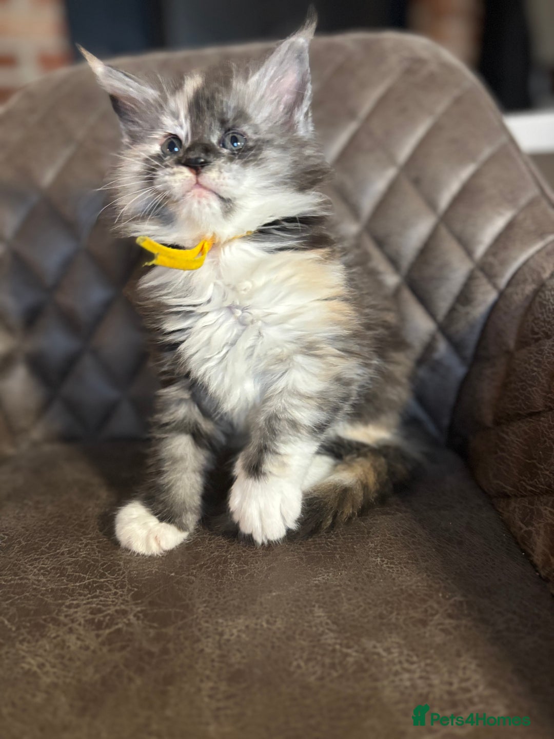 Maine Coon cats for sale: Maine Coon Kittens - Ready early Feb - Advert 10