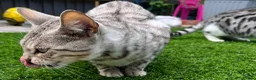 Bengal cats for sale: Silver Bengal mother & two male kittens for sale in Birmingham - Advert 4