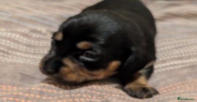 Dachshund dogs - Advert 7