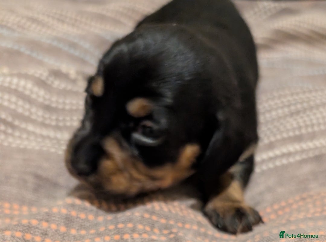 Mixed Breed dogs for sale: 3 beautiful male miniature dachshunds mix - Advert 2