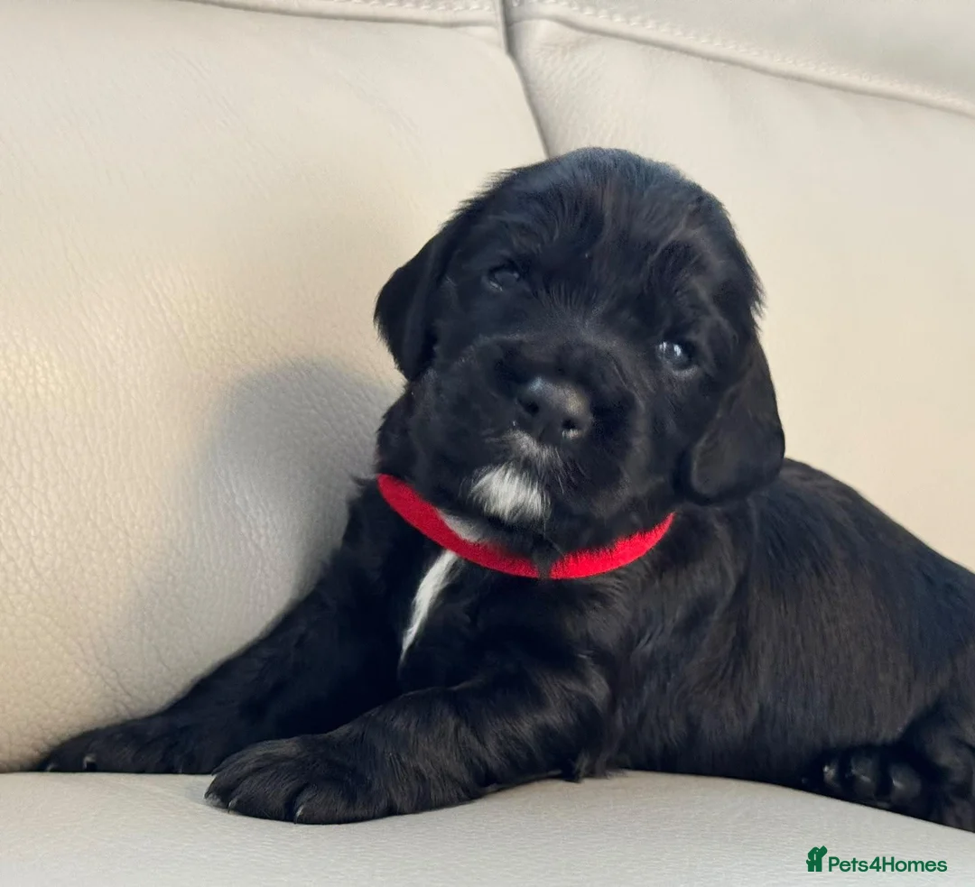 Cocker Spaniel dogs for sale: Cocker Spaniel Pups in Newtownards - Advert 1
