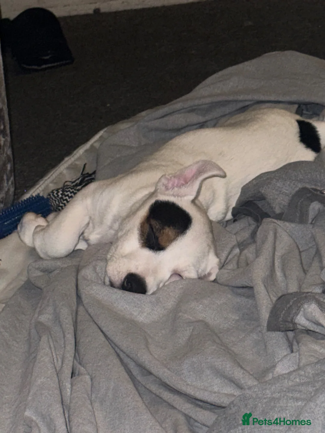 Jack Russell dogs for sale: Jack Russell | Male | SINGLETON ONLY PUP | - Advert 2