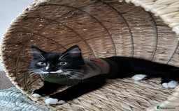 British Longhair cats for sale: A beautiful longhair couple  - Image 8