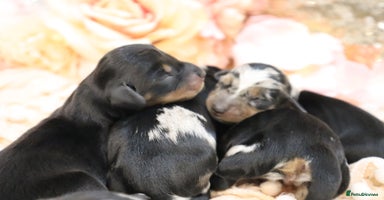 Miniature Dachshund dogs KC Miniature Dachshund Puppies - Advert 8