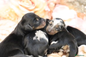 Miniature Dachshund dogs KC Miniature Dachshund Puppies - Advert 8