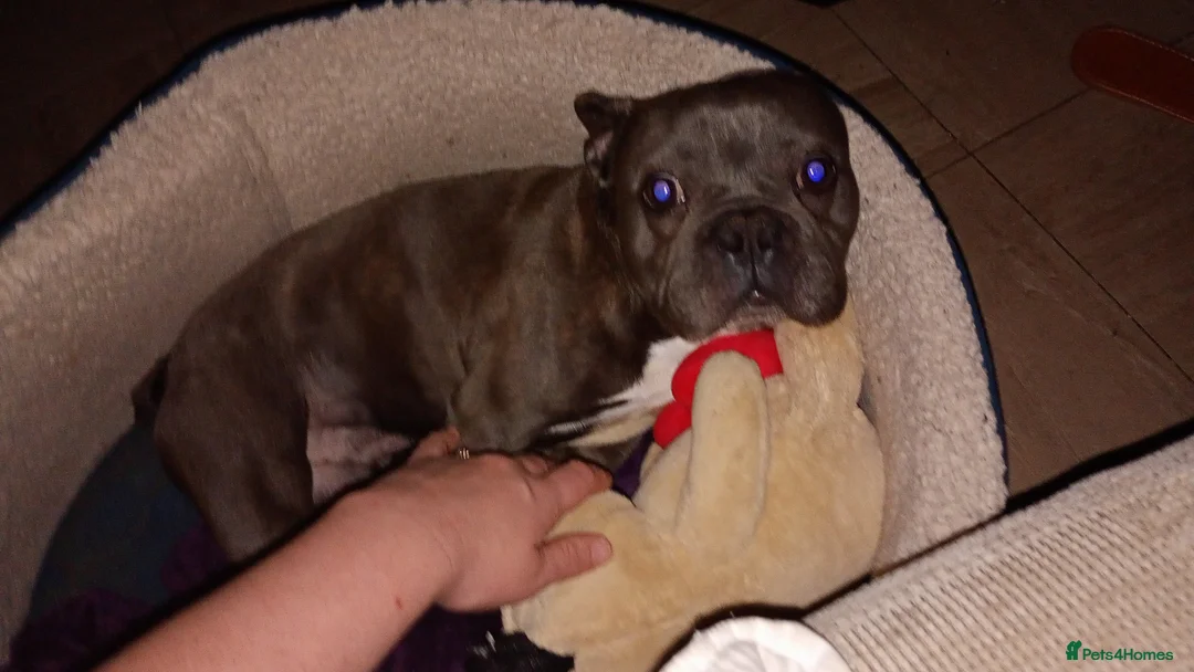 French Bulldog dogs for sale: Bluey in Liverpool - Advert 3