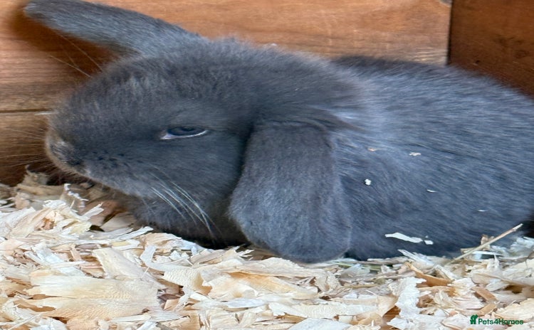 French Lop rabbits - Advert 2