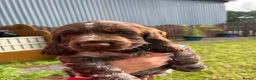 Cocker Spaniel dogs for sale: KC registered cocker spaniel puppies  - Advert 13