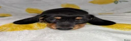 Miniature Dachshund dogs for sale: Miniature smooth coated Dacshund’s  - Advert 13