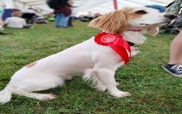 Cocker Spaniel dogs for sale: Golden & Red Working Cocker Spaniel Puppies - Image 3