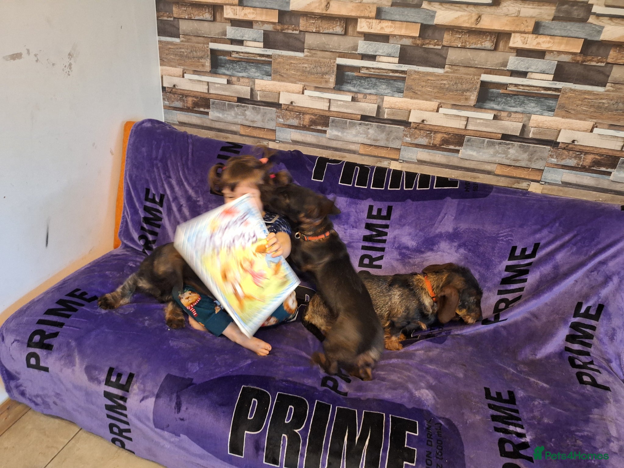 Dachshund dogs Standard Duschunt Wirehaired  - Advert 2