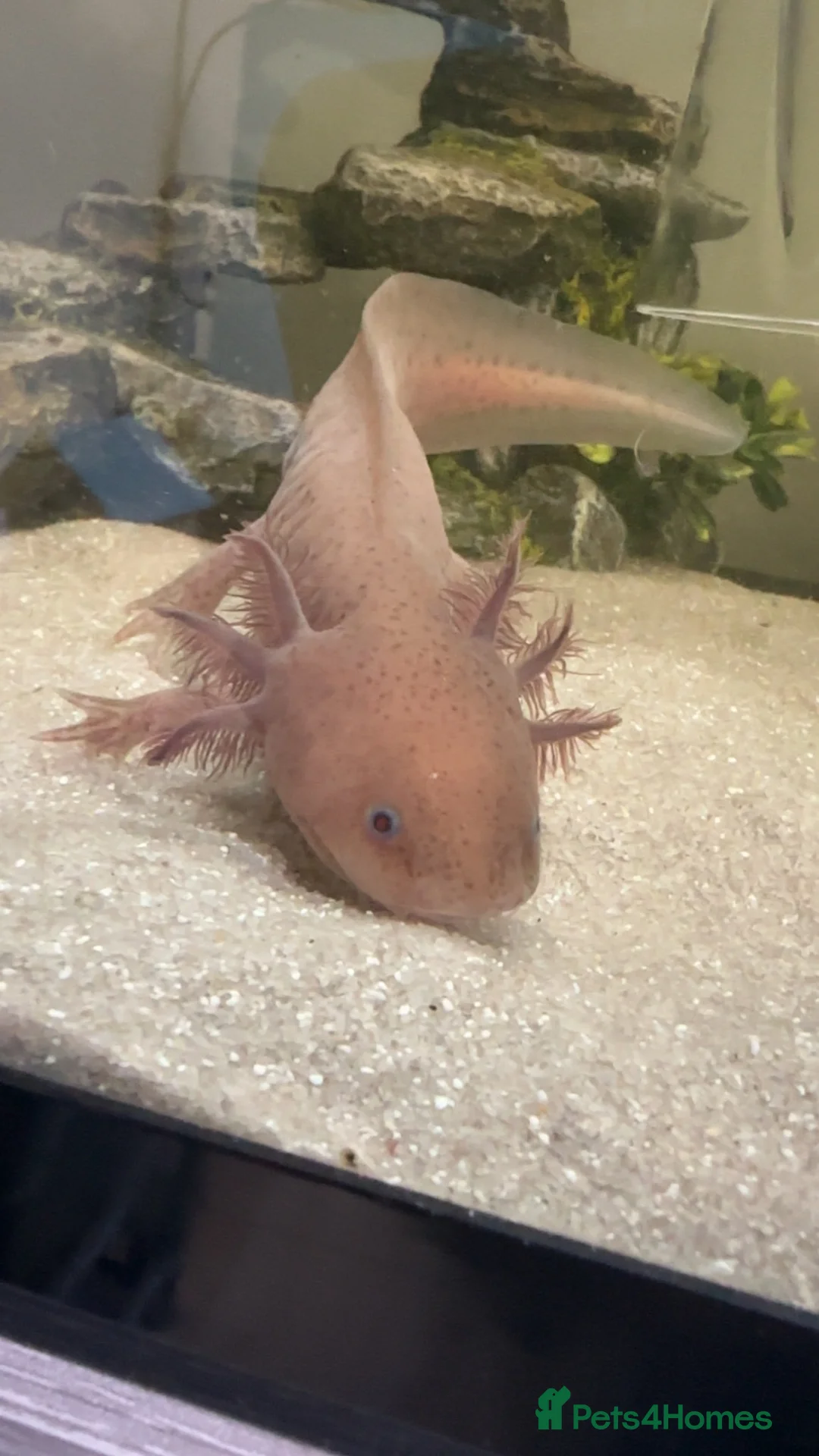 Axolotl reptiles for sale: 1x Male & 1x Female Axolotls with 182L Tank in Barnsley - Advert 2